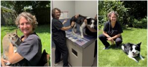 Three photos of a veterinarian with cats, administering a rabies vaccination to a black and white dog, and in a yard with the same dog.